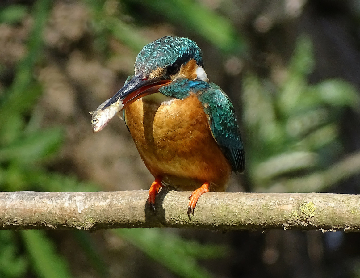 January - Catch of the Day by Tony Foster